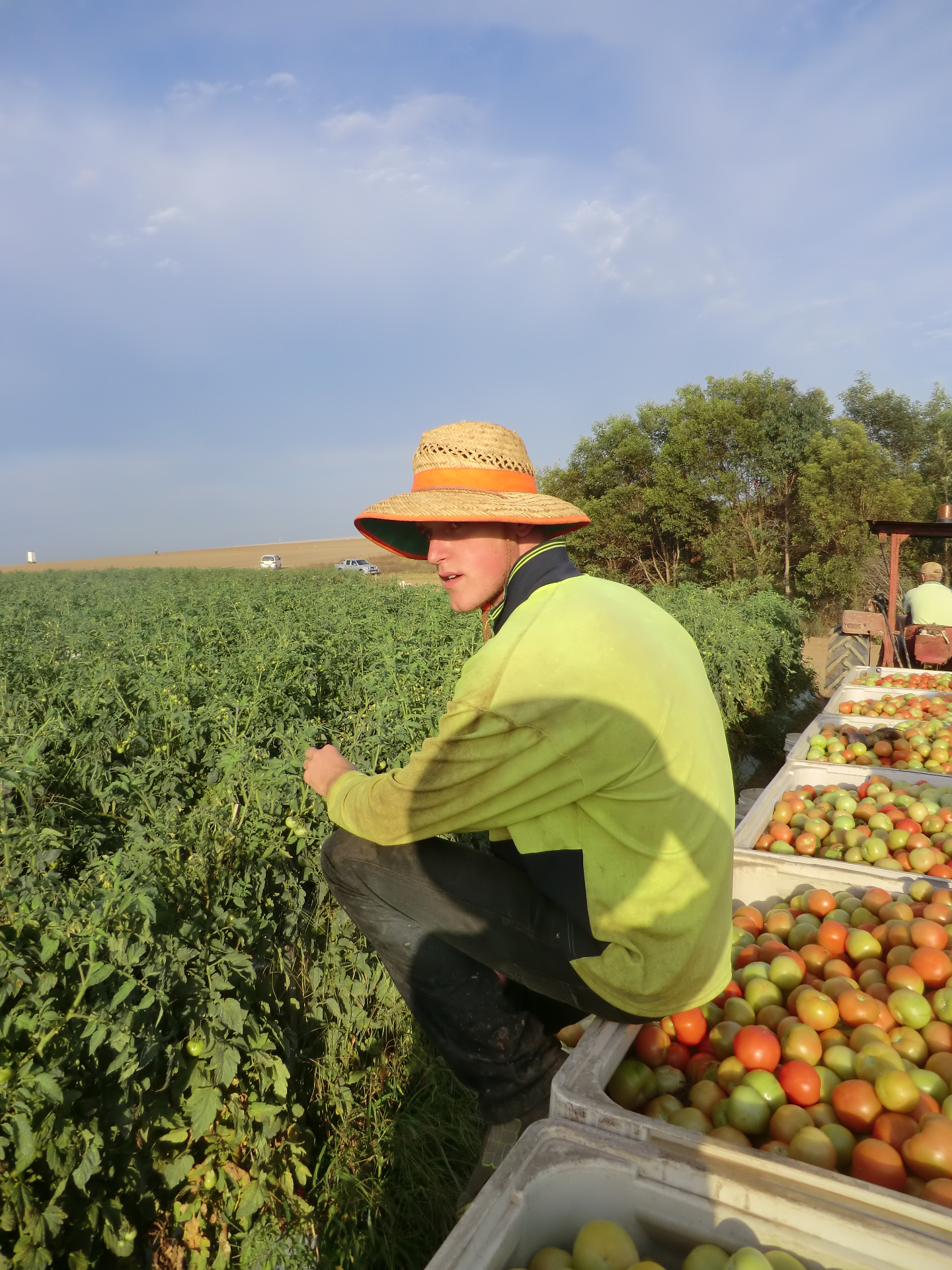 Work & Travel – Tomatenfarm, Australien
